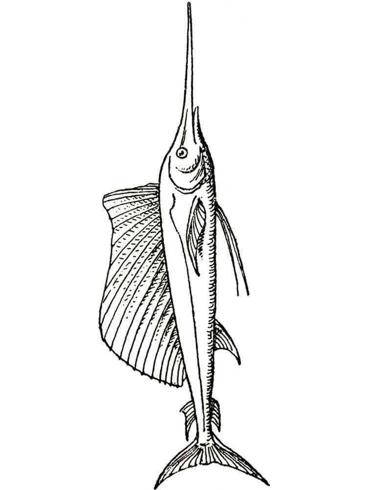 Download 60+ Swordfish Coloring Pages PNG PDF File